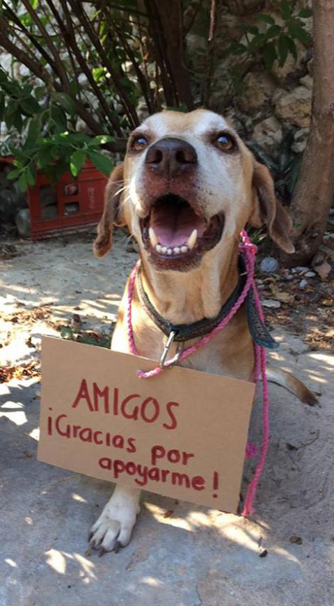 Deko el perro que vendía postres para pagar su quimioterapia