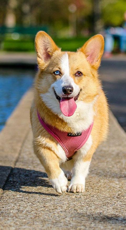Perro corriendo en la calle