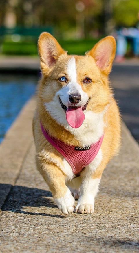Perro corriendo