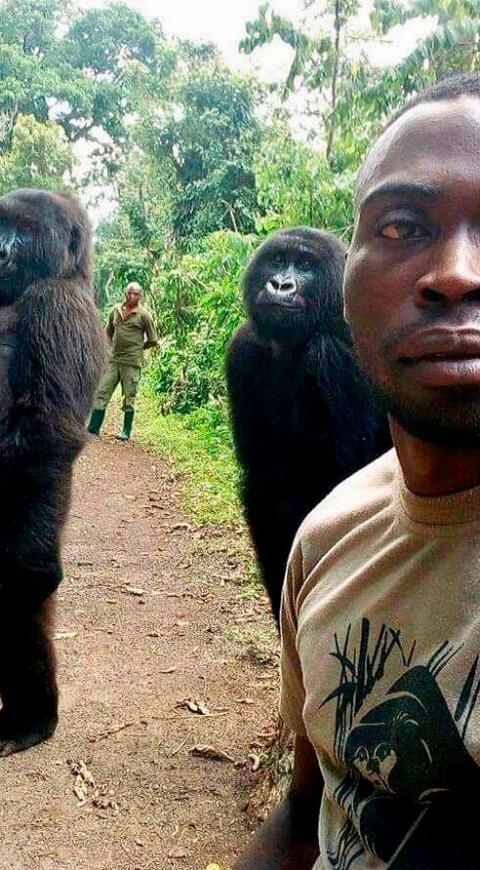 Selfie con gorila