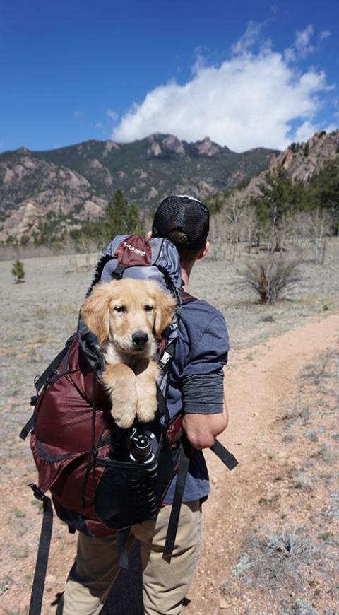 Viaje con una mascota