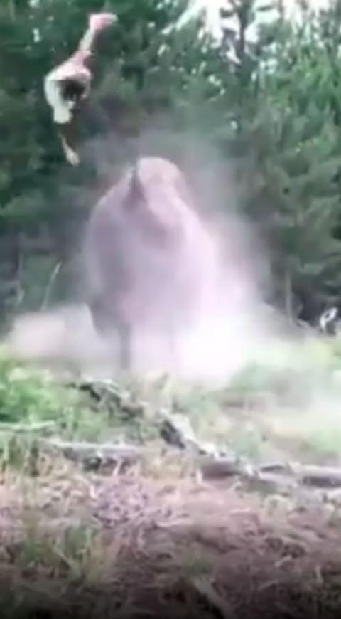 Bisonte embiste a niña