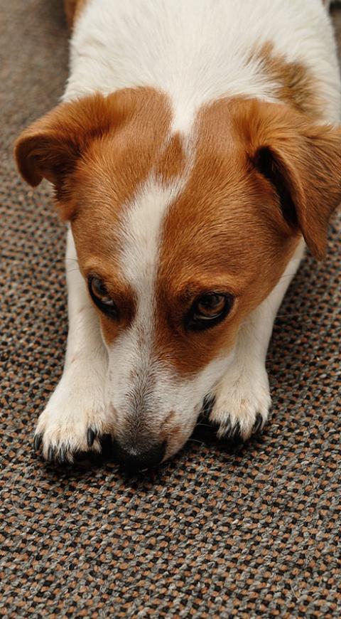 Perro