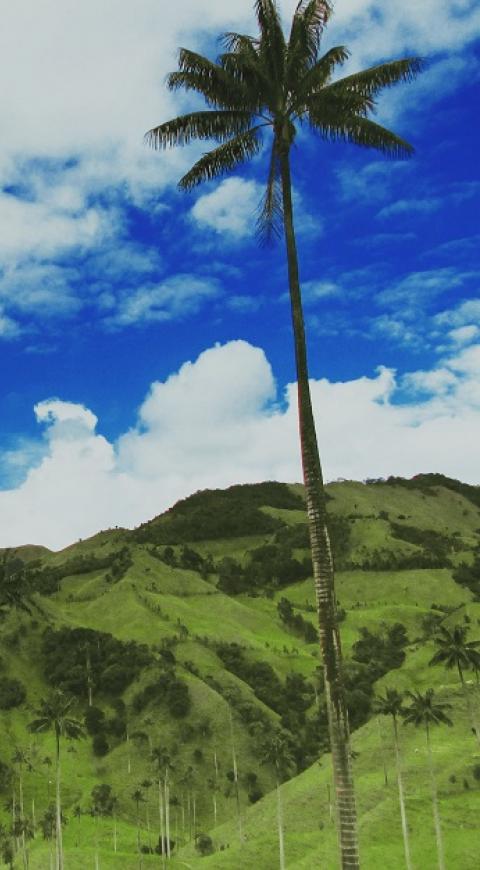 Valle de la Samaria, ubicado en Salamina, Caldas