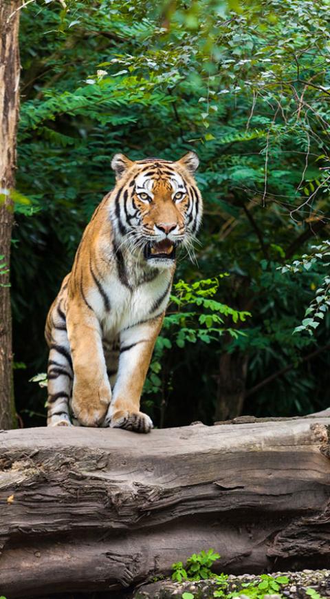 Tigre