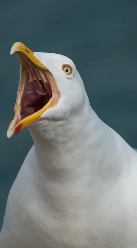 ño