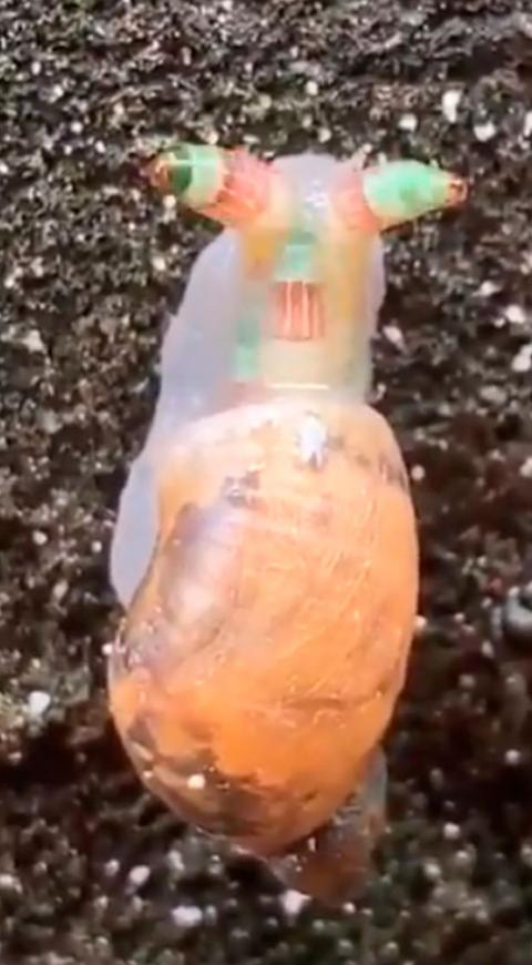 Caracol Zombie