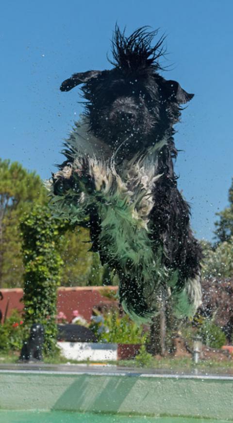 Perro al agua