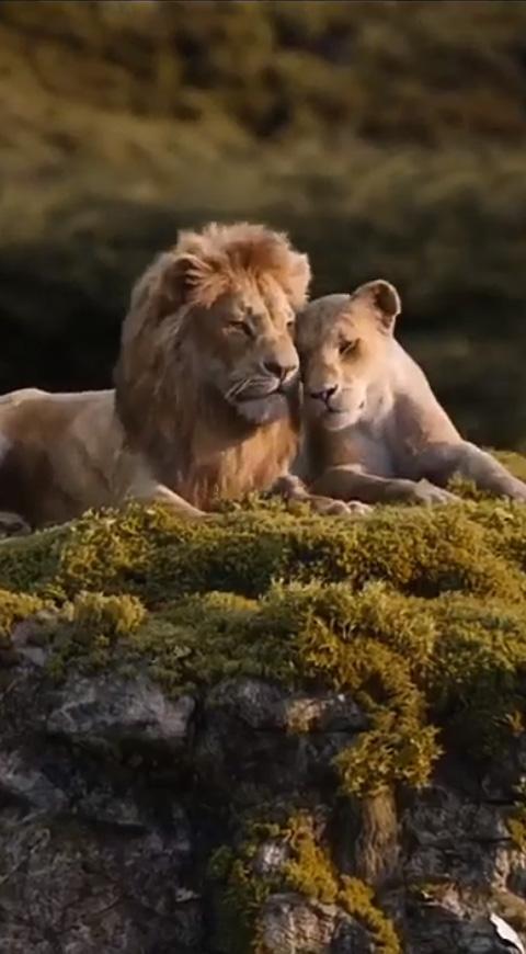 El rey león