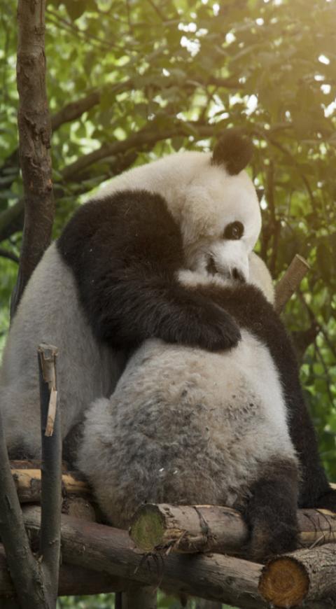 Pandas