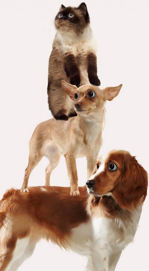 Mascotas/Referencia