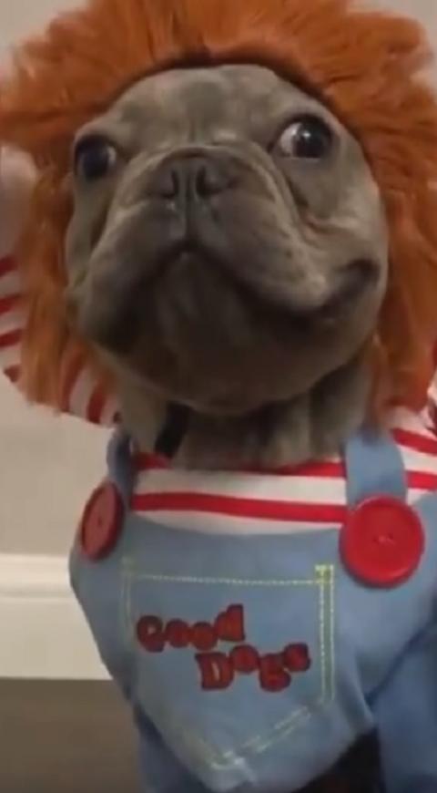 Perro disfrazado