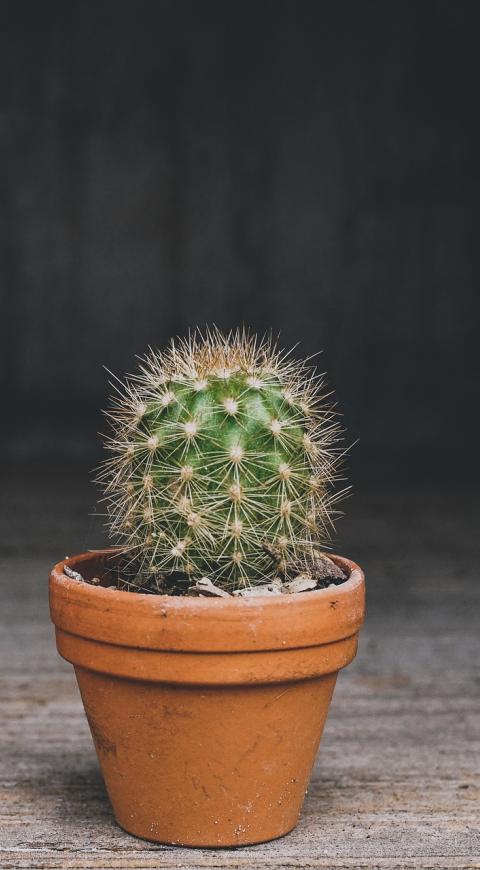 cactus
