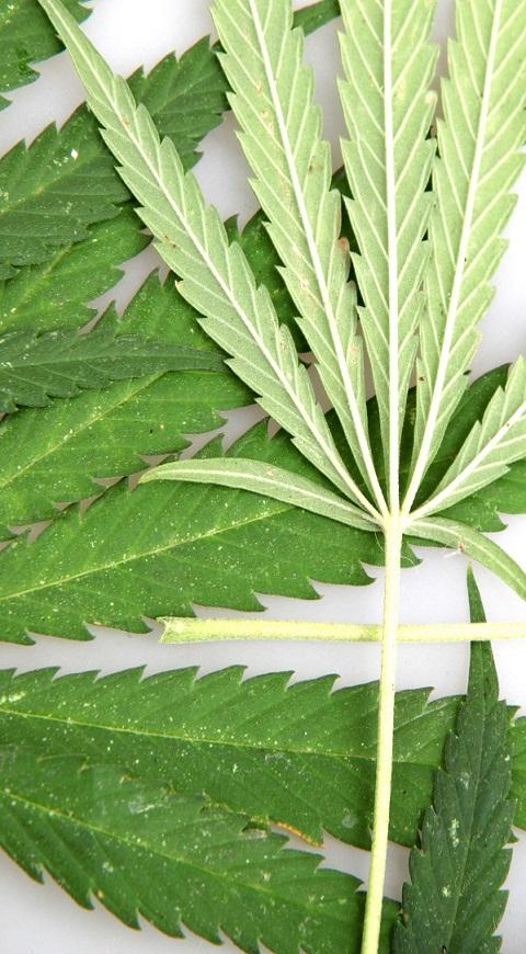Cannabis