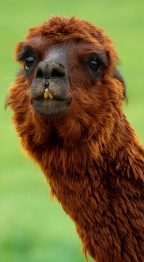 La llama del amor en El Cartel