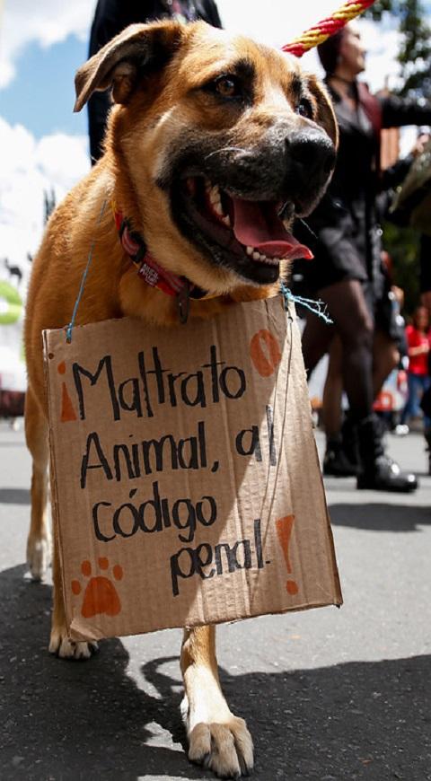 Maltrato animal