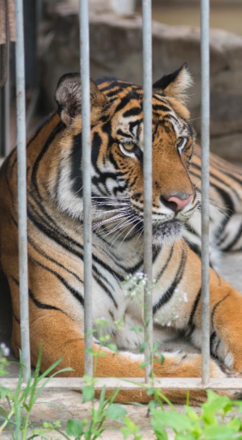 zoológico