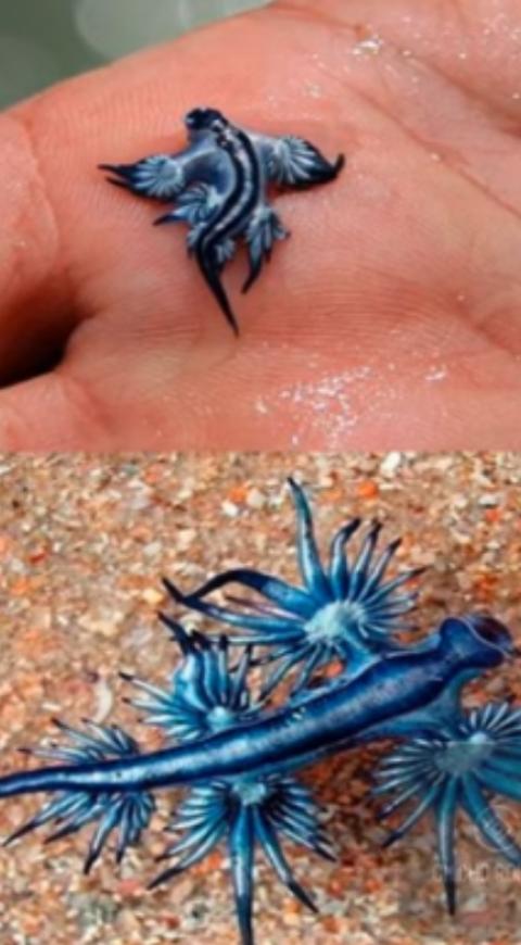 Dragón Azul