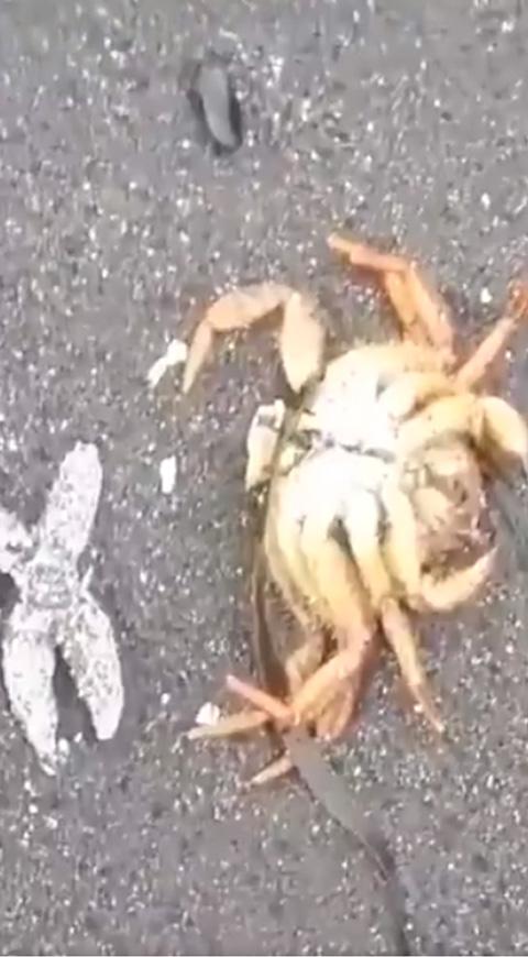 Animales marinos muertos