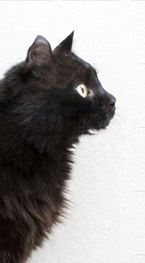 Gato negro