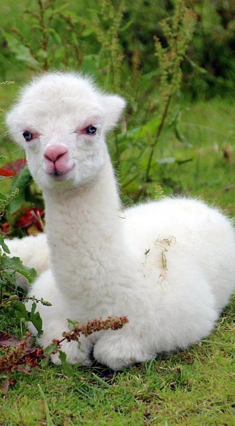 Alpaca