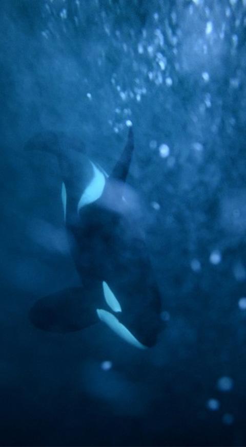 Ballena Orca