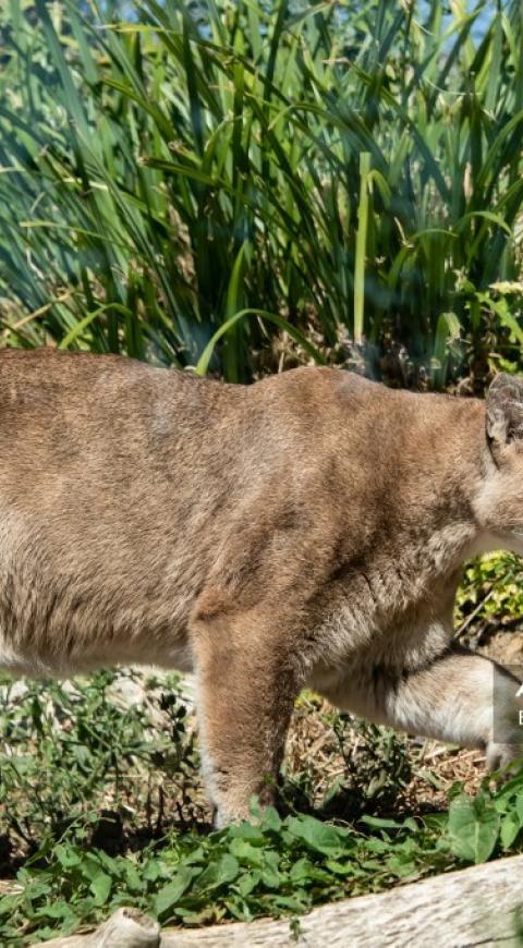 Puma