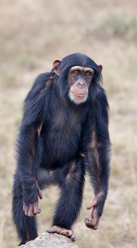 Chimpancé