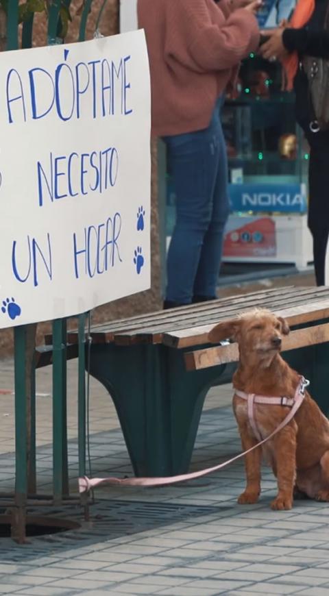 Adopción de mascotas perro vertical