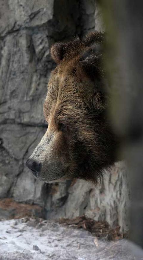 Oso grizzly en EE.UU.