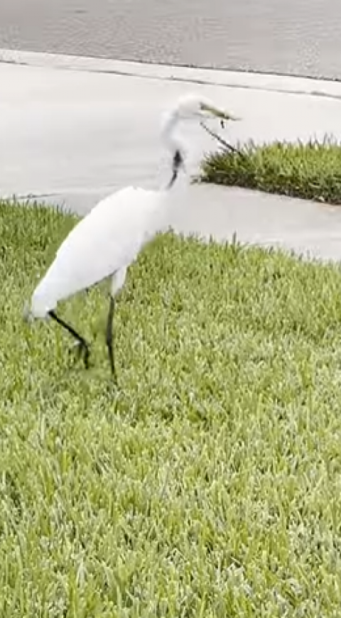 garza come serpiente