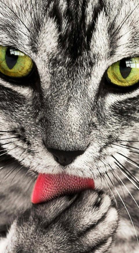gato