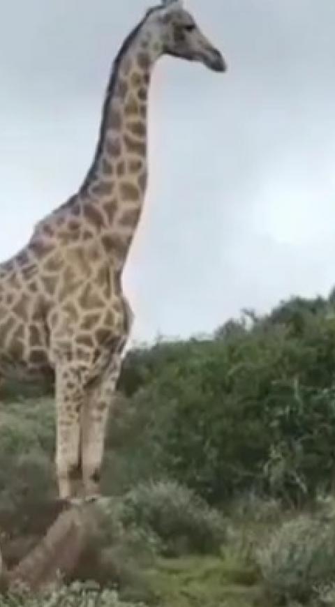 Jirafa y su cría