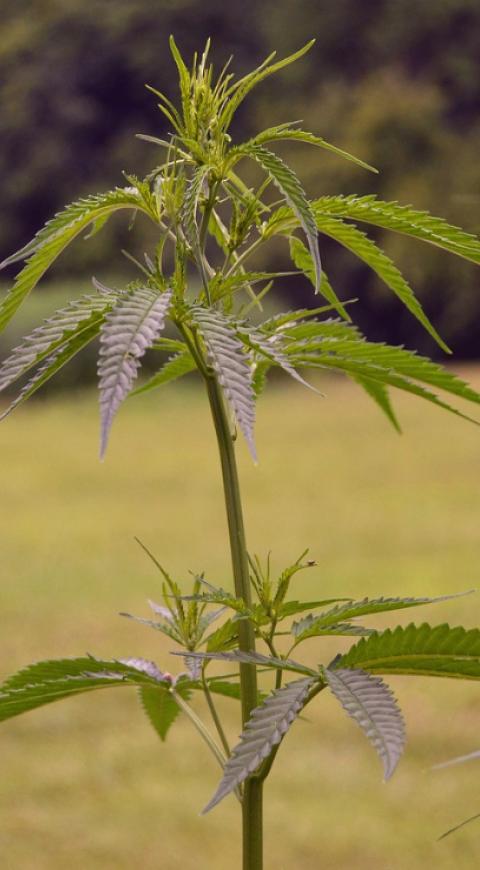 planta de marihuana