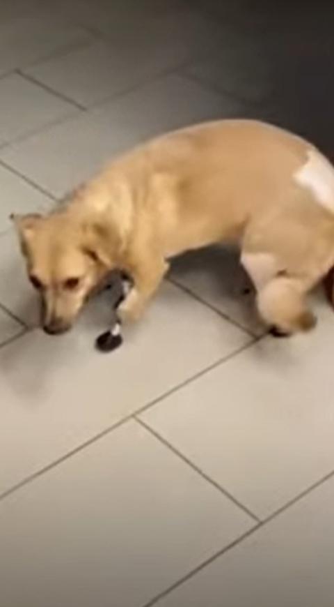 prótesis en perrita callejera