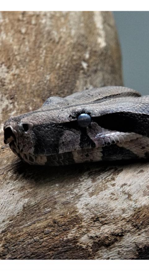 Serpiente