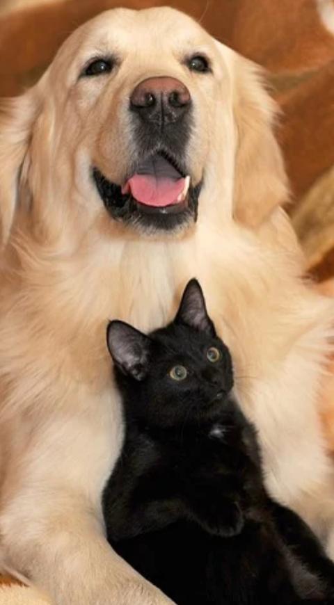 Pero y gato