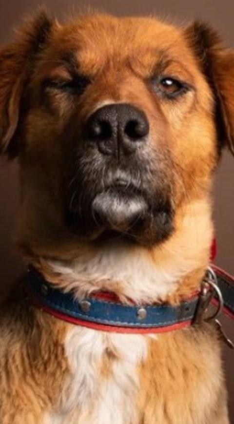 Brownie, el perro del presidente Gabriel Boric