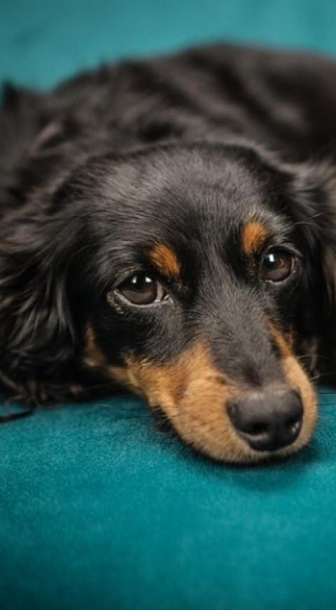 Perro - imagen de referencia