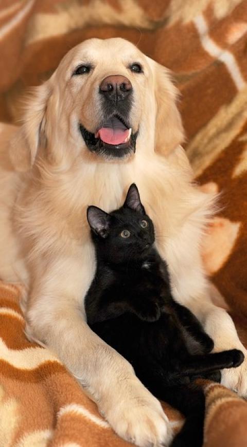 Perros y gatos