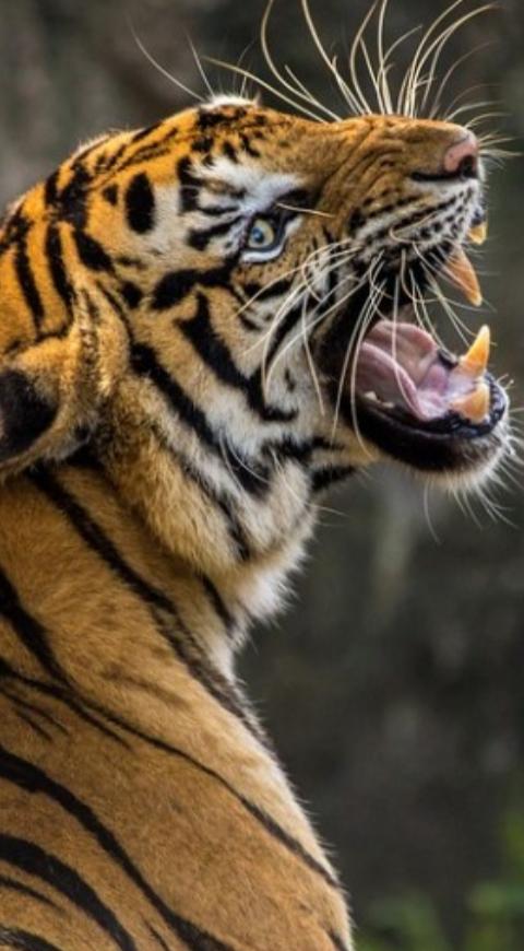 Tigre