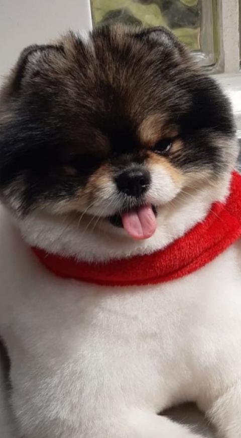 Kenzo, perrito que falleció en pleno vuelo
