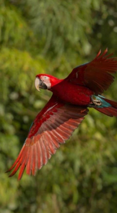 Guacamaya-Amazonas Guacamaya-Amazonas