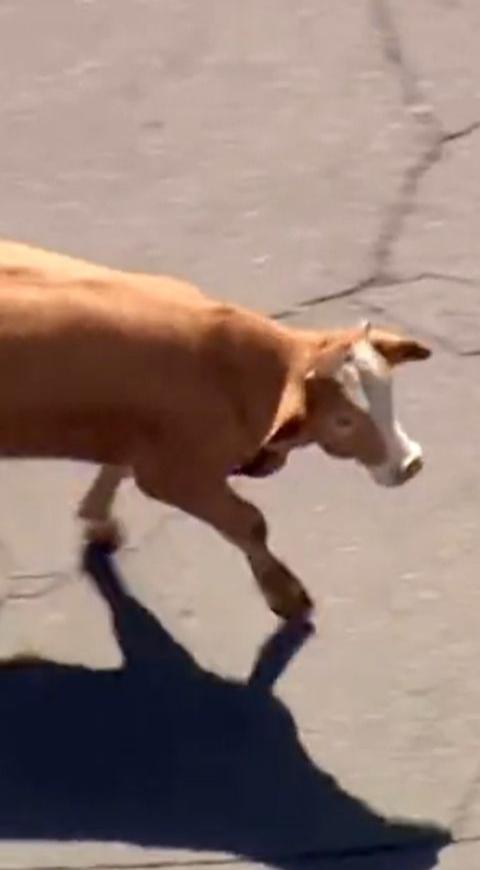 Vaca fugitiva Vaca fugitiva