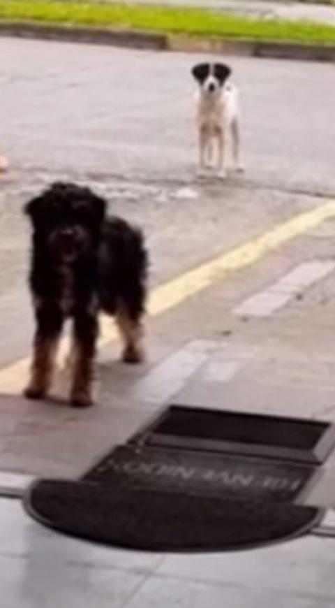 video de perritos callejeros video de perritos callejeros